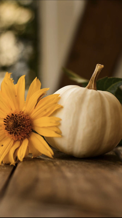 Samedi 11 octobre - Citrouille Halloween -